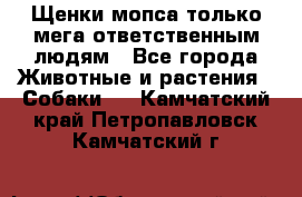 Щенки мопса только мега-ответственным людям - Все города Животные и растения » Собаки   . Камчатский край,Петропавловск-Камчатский г.